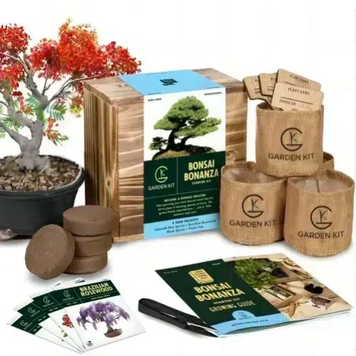 kit iniziale per bonsai kit iniziale per bonsai